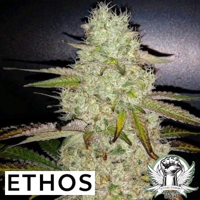 Ethos toasted R1