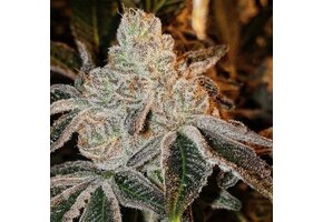 Ethos Johnny dang R1