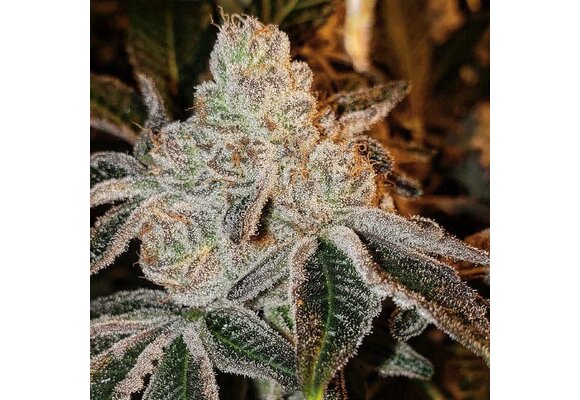 Ethos Johnny dang R1