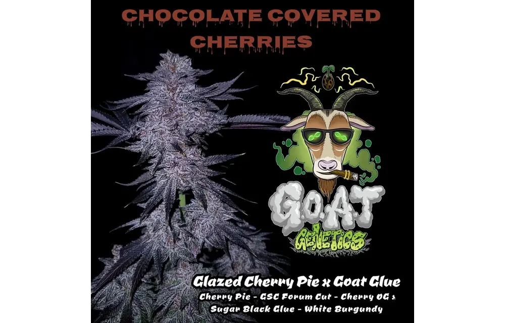 G.o.a.t. Goat chocolate covered cherries