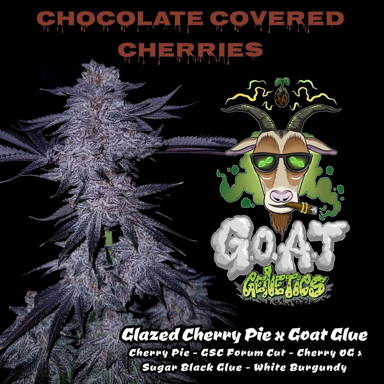 G.o.a.t. Goat chocolate covered cherries