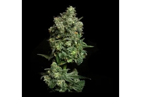 Elev8 Oregon apple trail