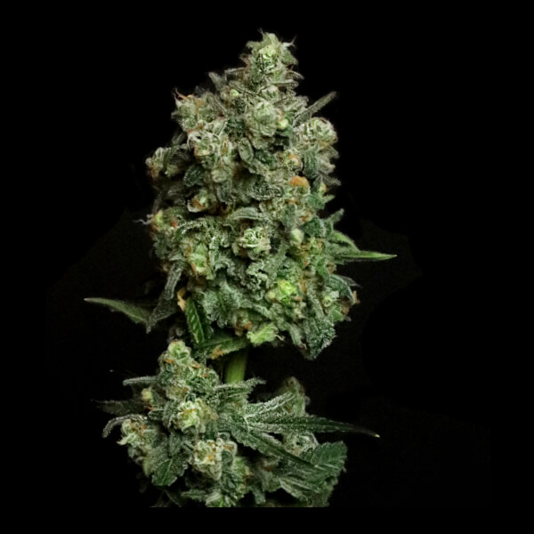 Elev8 Oregon apple trail