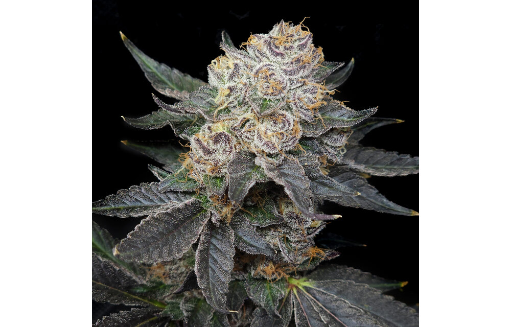 Elev8 northern tropic