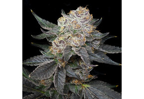 Elev8 northern tropic