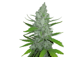 Fast Buds Original Sour Diesel