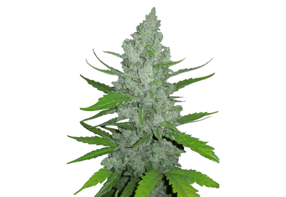 Fast Buds Original Sour Diesel