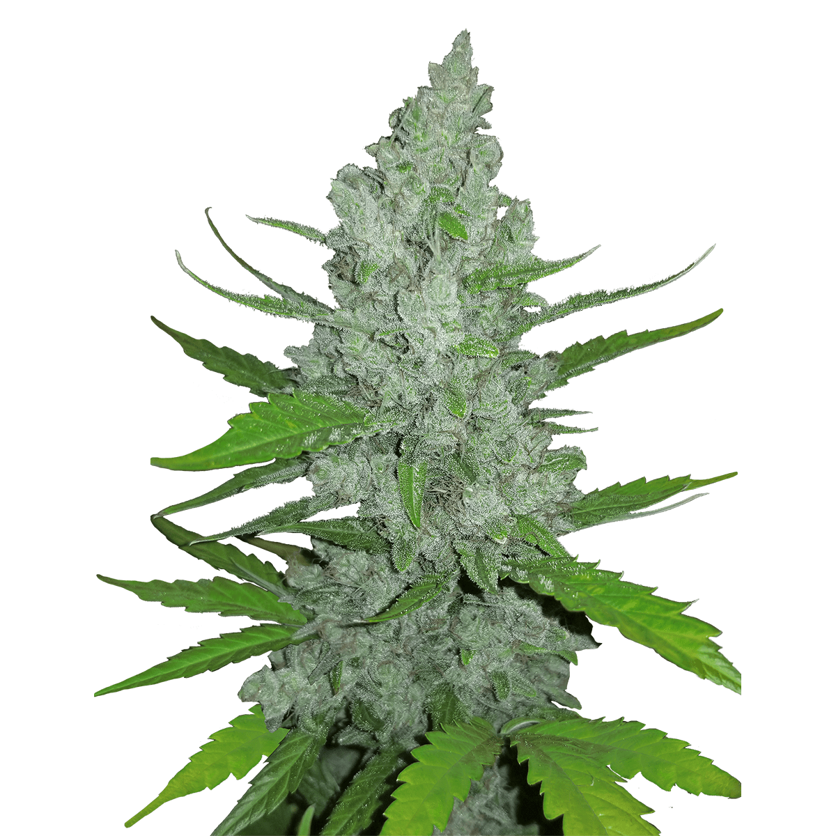 Fast Buds Original Sour Diesel