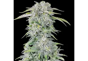 Fast Buds Original Afghan Kush