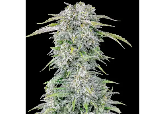 Fast Buds Original Afghan Kush