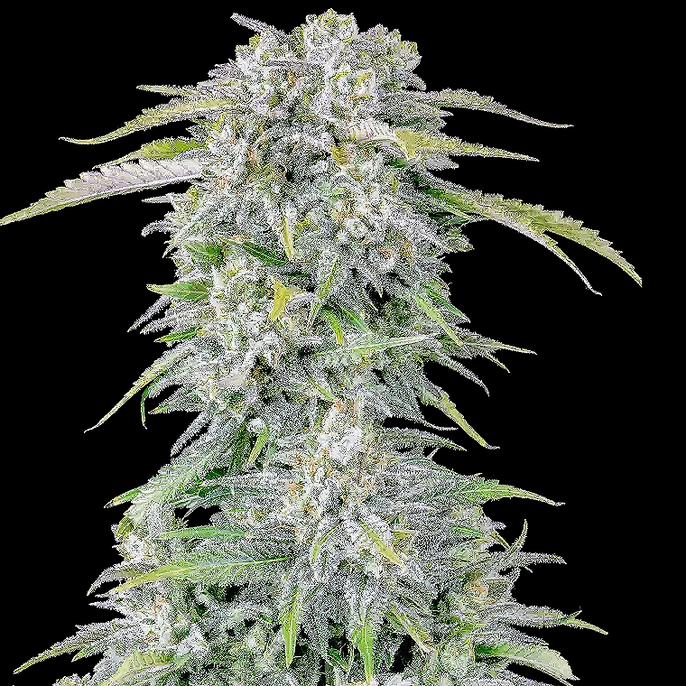 Fast Buds Original Afghan Kush