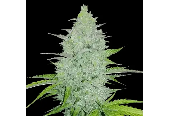 Fast Buds Original Cheese