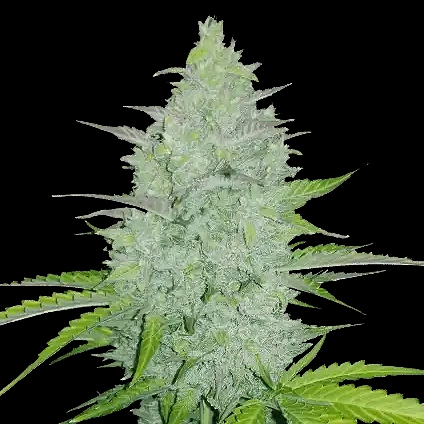 Fast Buds Original Cheese