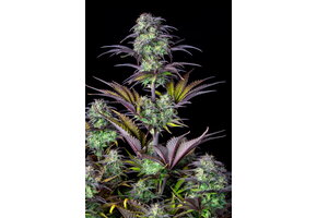 Fast Buds Original Blueberry