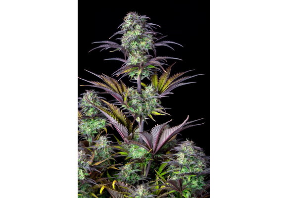 Fast Buds Original Blueberry