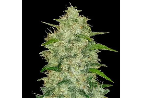 Fast Buds Original chemdawg