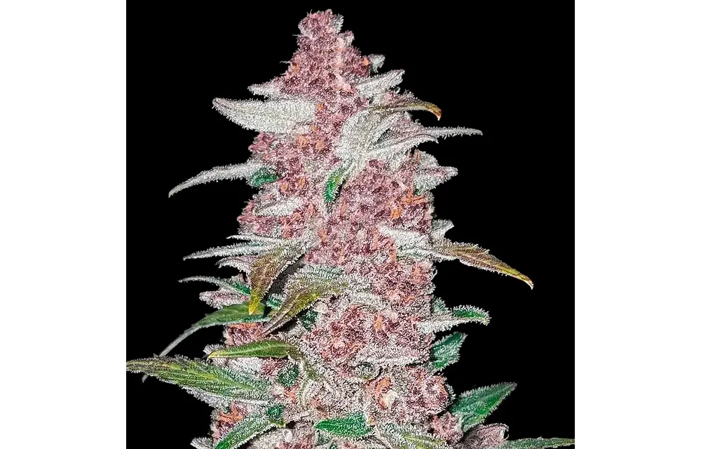 Fast Buds Blackberry