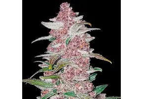 Fast Buds Blackberry