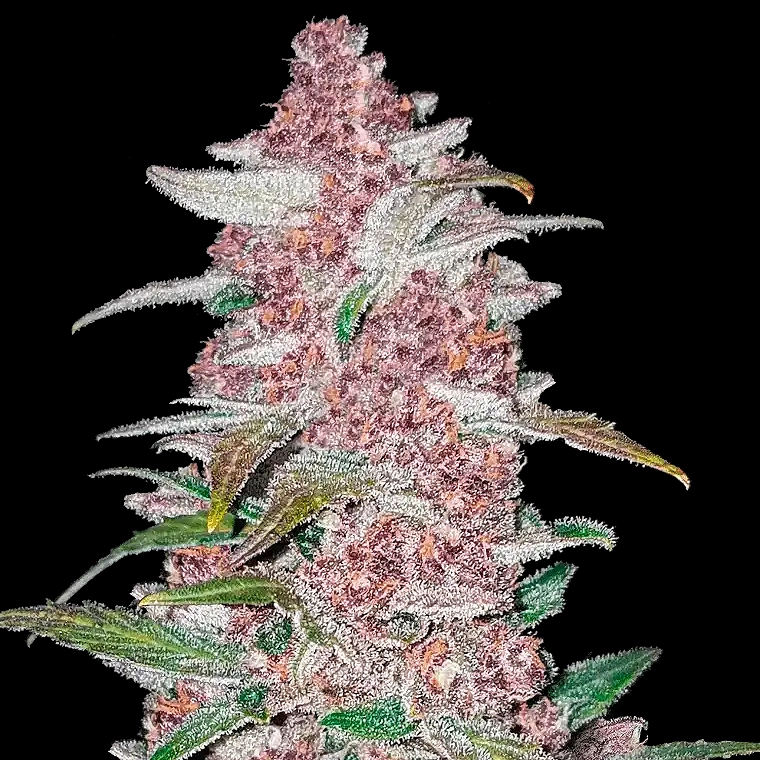 Fast Buds Blackberry