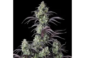 Fast Buds Mimosa Cake