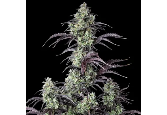 Fast Buds Mimosa Cake