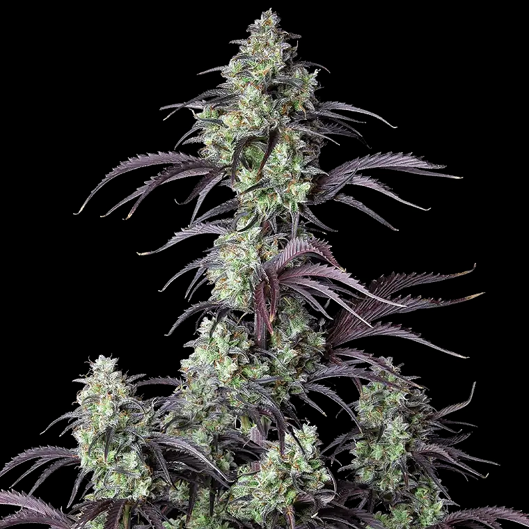 Fast Buds Mimosa Cake