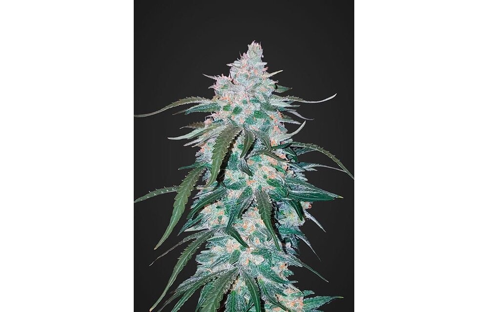 Fast Buds Pineapple Express 3pk