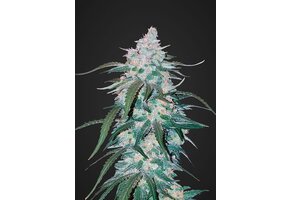 Fast Buds Pineapple Express 3pk
