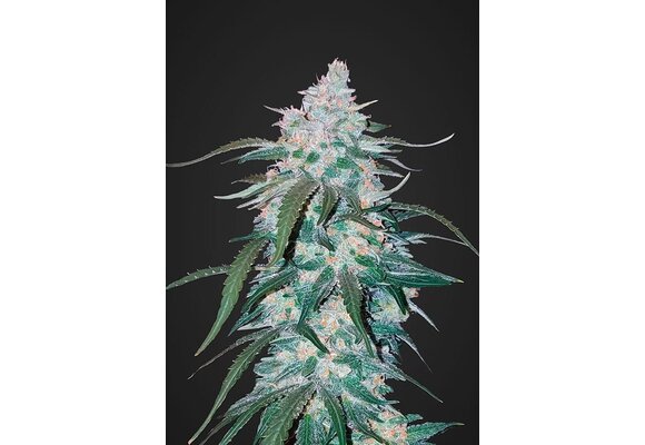 Fast Buds Pineapple Express