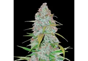 Fast Buds Californian Snow