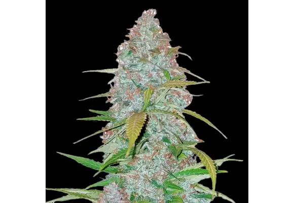 Fast Buds Californian Snow