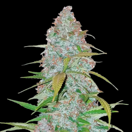 Fast Buds Californian Snow