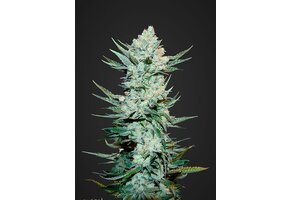 Fast Buds Tangie matic