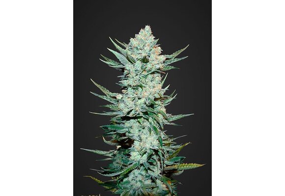 Fast Buds Tangie matic
