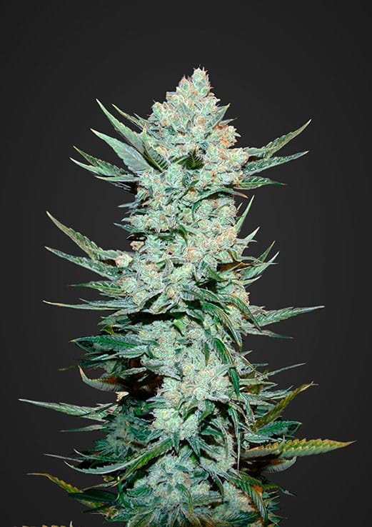 Fast Buds Tangie matic