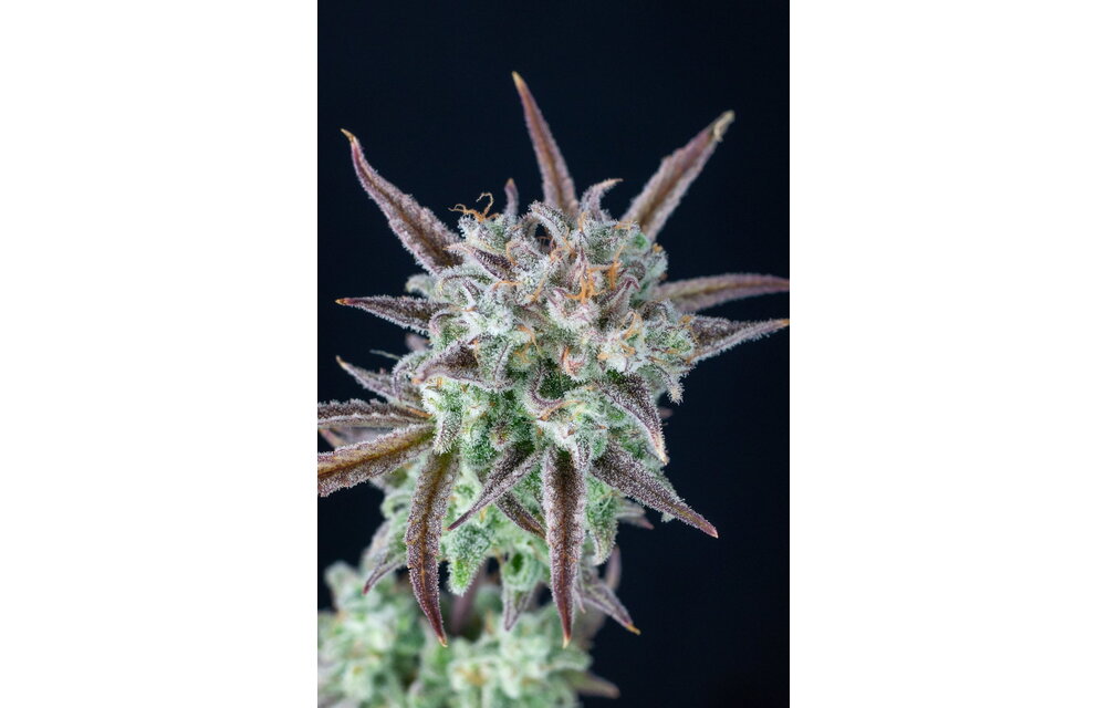 Fast Buds Strawberry Banana Auto 3pk