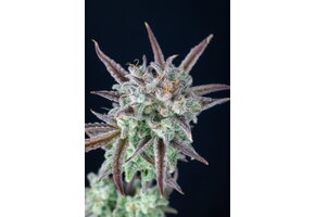 Fast Buds Strawberry Banana Auto 3pk
