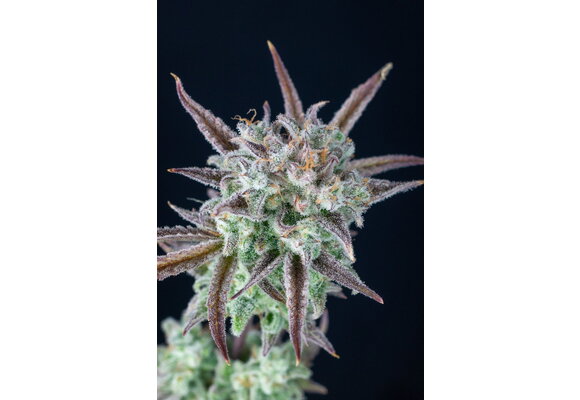 Fast Buds Strawberry Banana Auto 3pk