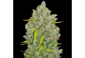 Fast Buds OG Bubblegum Auto