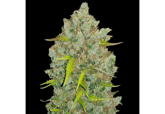 Fast Buds OG Bubblegum Auto