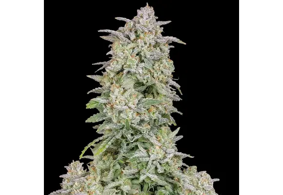 Fast Buds Forbidden Runtz Auto