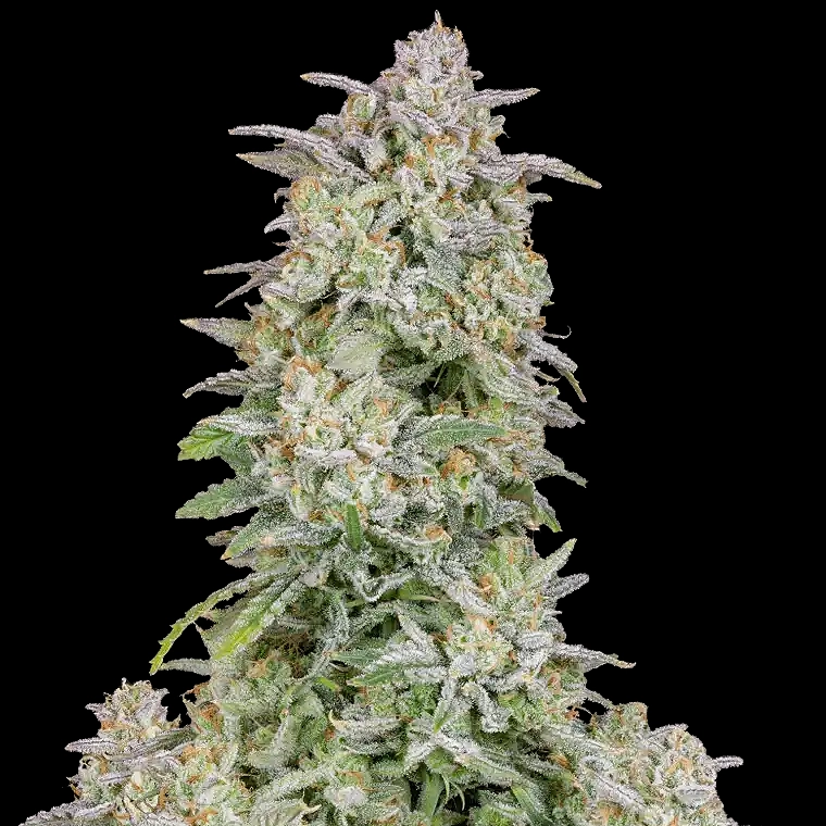 Fast Buds Forbidden Runtz Auto