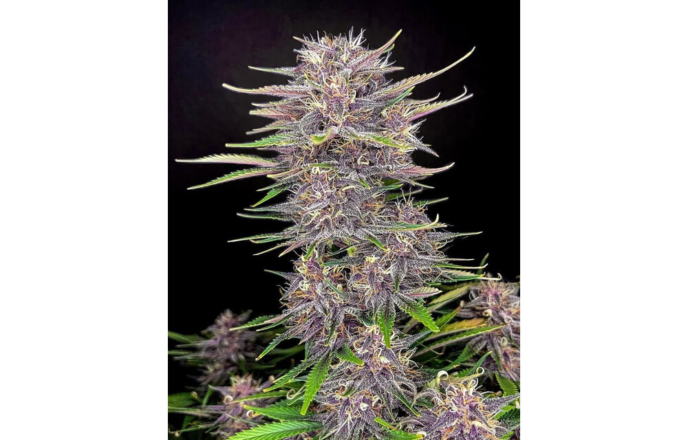 Fast Buds Bruce Banner Auto 3pk