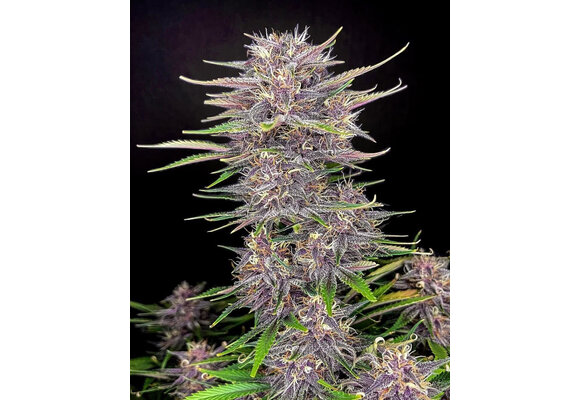 Fast Buds Bruce Banner Auto