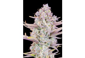 Fast Buds Purple Punch Auto