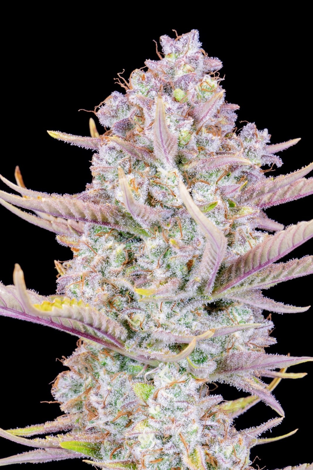 Fast Buds Purple Punch Auto