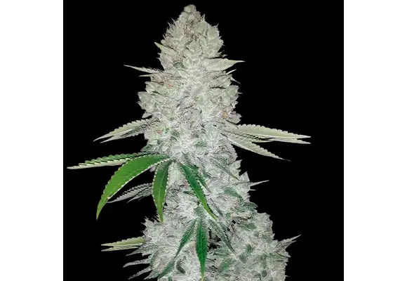 Fast Buds Gorilla Glue