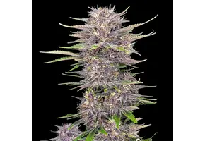 Fast Buds Banana Purple Punch