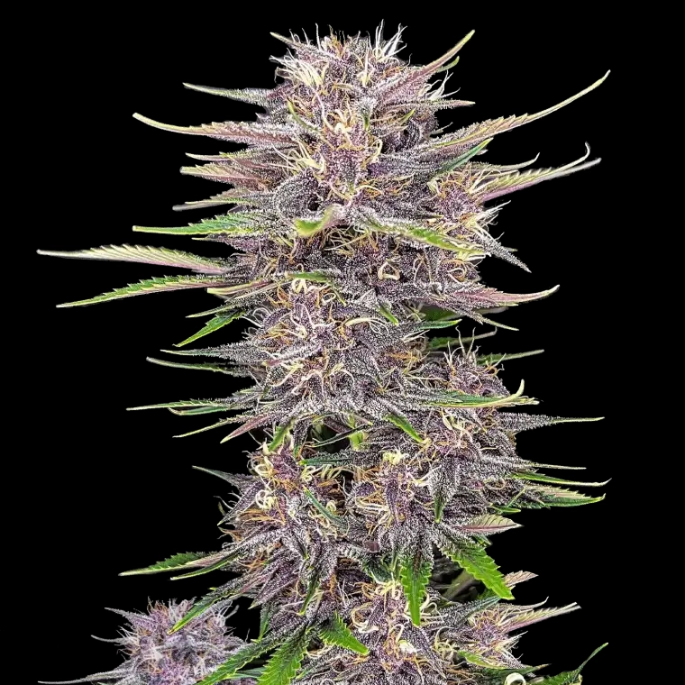 Fast Buds Banana Purple Punch