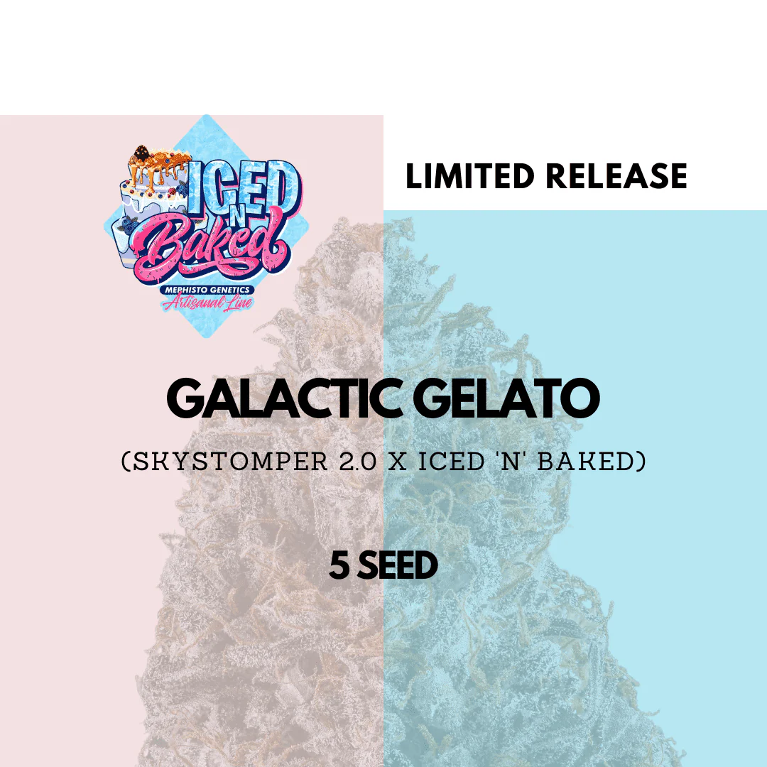 Mephisto Genetics Galactic Gelato